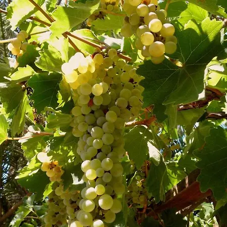 Dimitra Aparthotel 3*