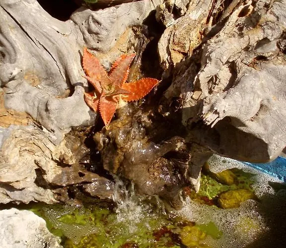 מלון דירות Dimitra