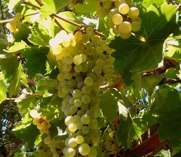 Dimitra מלון דירות 3*