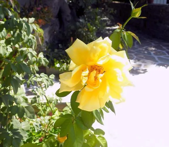 Dimitra מלון דירות