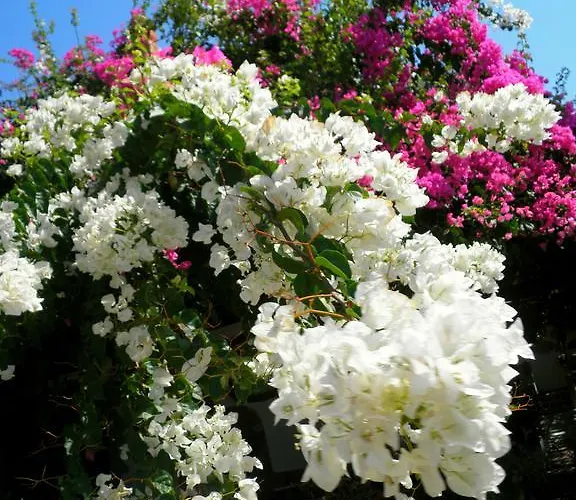 Dimitra 3* Kastrákion